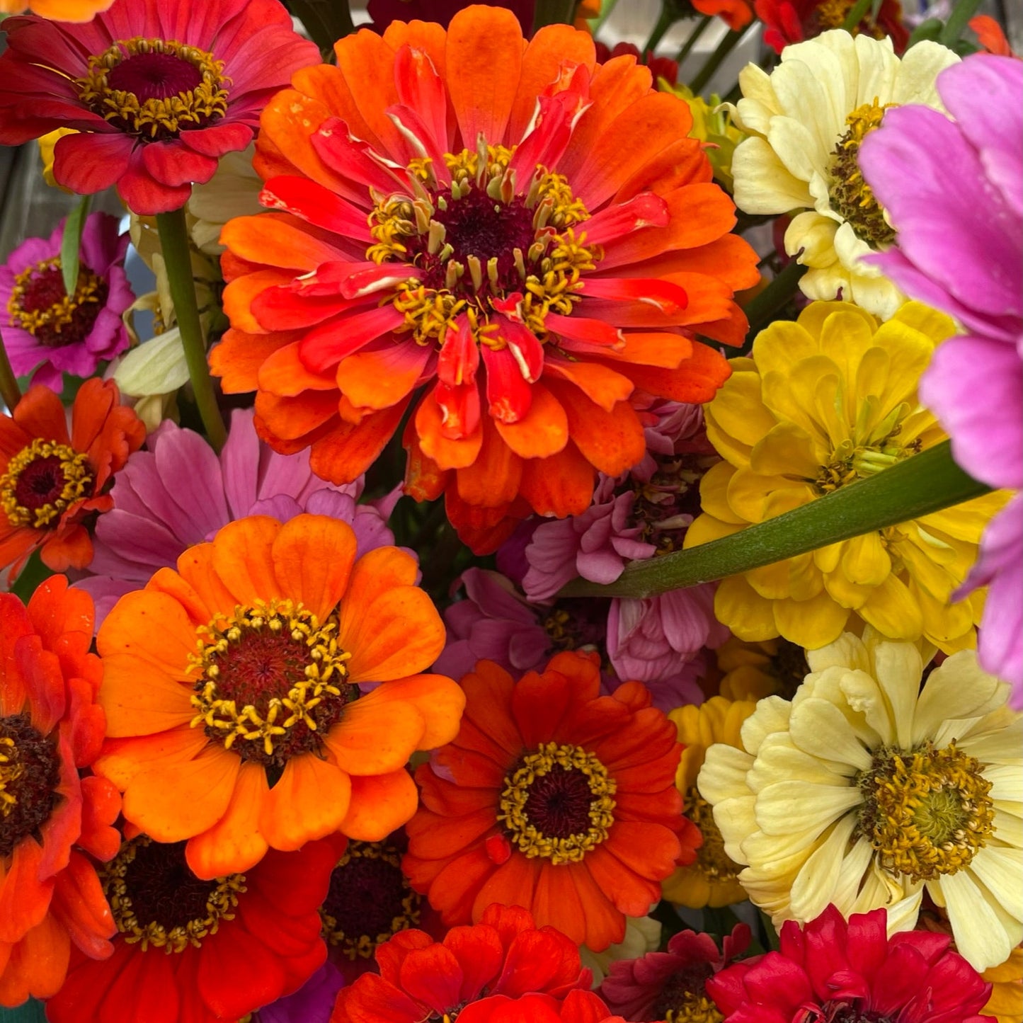 WORKSHOP🌿 Lav din egen blomsterpresse og pres økologiske blomster fra Fridas Have