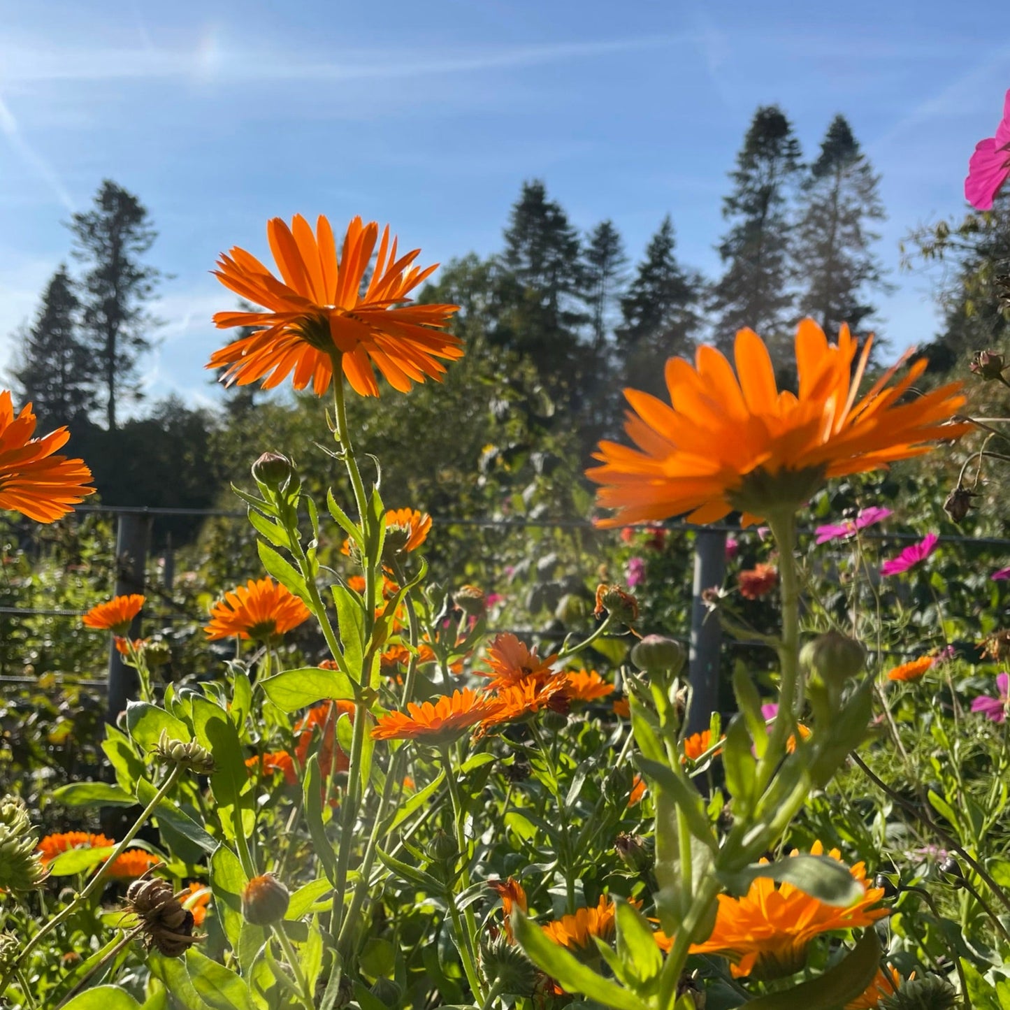 WORKSHOP🌿 Lav din egen blomsterpresse og pres økologiske blomster fra Fridas Have